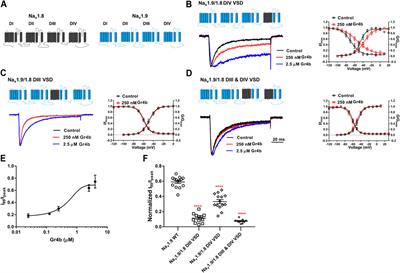 A Novel Spider Toxin Inhibits Fast Inactivation of the Nav1.9 Channel by Binding to Domain III and Domain IV Voltage Sensors